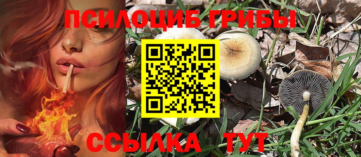 Псилоцибиновые грибы Psilocybe Владимир
